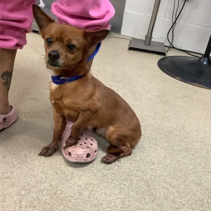 Shelter Stray Male Dog last seen Fort Worth, TX 76105, Fort Worth, TX 76119