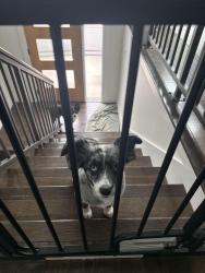 Reunited Female Dog last seen Near w Grayson st, San Antonio, TX 78212
