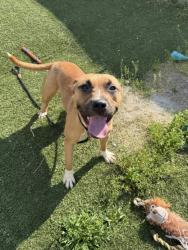 Shelter Stray Female Dog last seen Near Glenpark, 4th District, OH, Cleveland, OH 44102