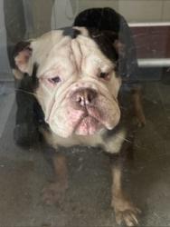 Shelter Stray Male Dog last seen Near Arlington, 5th District, OH, Cleveland, OH 44102