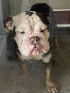 Shelter Stray Male Dog last seen Near Arlington, 5th District, OH, Cleveland, OH 44102