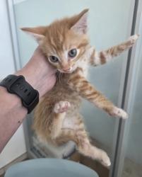 Shelter Stray Male Cat last seen , TX , Fort Worth, TX 76119