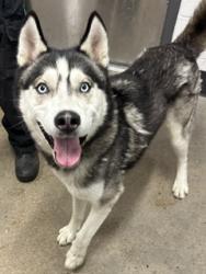 Shelter Stray Male Dog last seen , OH , Cleveland, OH 44102