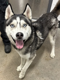 Shelter Stray Male Dog last seen , OH , Cleveland, OH 44102