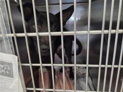 Shelter Stray Male Dog last seen Williamson County, TX , Georgetown, TX 78626