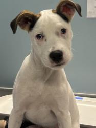 Shelter Stray Male Dog last seen San Antonio, TX 78228, San Antonio, TX 78229