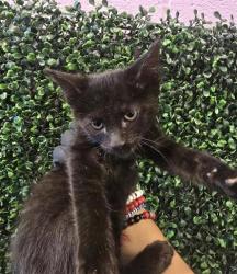 Shelter Stray Female Cat last seen El Paso, TX 79924, Fort Bliss, TX 79906