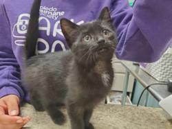 Shelter Stray Female Cat last seen School Rd, 48182, MI, Maumee, OH 43537