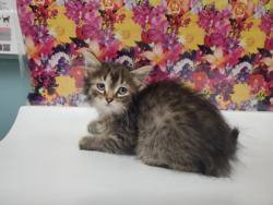Shelter Stray Male Cat last seen School Rd, 48182, MI, Maumee, OH 43537