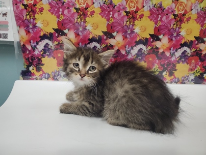 Shelter Stray Male Cat last seen School Rd, 48182, MI, Maumee, OH 43537