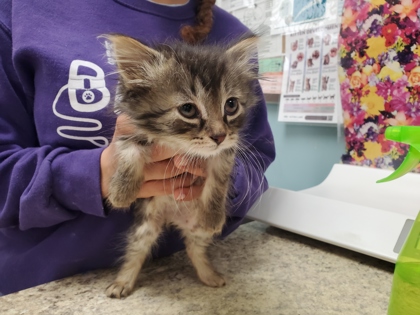 Shelter Stray Male Cat last seen School Rd, 48182, MI, Maumee, OH 43537