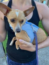 Reunited Female Dog last seen Alpine ridge area , Gresham, OR 97030