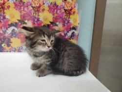 Shelter Stray Male Cat last seen School Rd, 48182, MI, Maumee, OH 43537