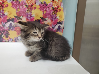 Shelter Stray Male Cat last seen School Rd, 48182, MI, Maumee, OH 43537