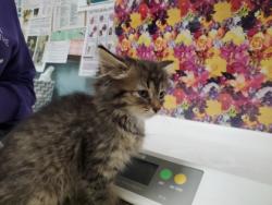 Shelter Stray Female Cat last seen School Rd, 48182, MI, Maumee, OH 43537