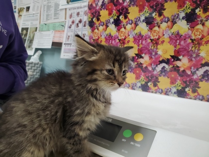 Shelter Stray Female Cat last seen School Rd, 48182, MI, Maumee, OH 43537