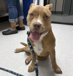 Shelter Stray Female Dog last seen Oakland, CA , Oakland, CA 94601