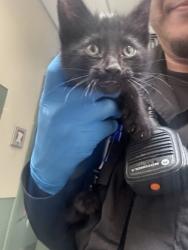 Shelter Stray Male Cat last seen Oakland, CA 94605, Oakland, CA 94601