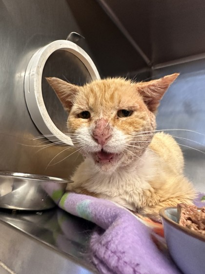 Shelter Stray Male Cat last seen Roseville, CA 95747, Roseville, CA 95678