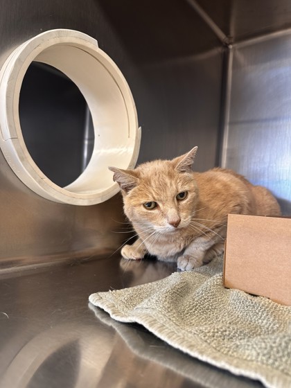 Shelter Stray Male Cat last seen Roseville, CA 95661, Roseville, CA 95678