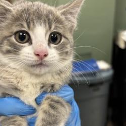 Shelter Stray Female Cat last seen Mission Hills, KS 66208, Roeland Park, KS 66202