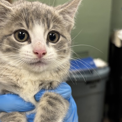 Shelter Stray Female Cat last seen Mission Hills, KS 66208, Roeland Park, KS 66202