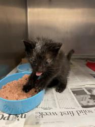 Shelter Stray Female Cat last seen Duncanville, TX 75116, Cedar Hill, TX 75104