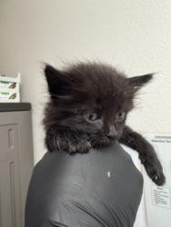 Shelter Stray Male Cat last seen Rancho Cordova, CA 95742, Sacramento, CA 95828
