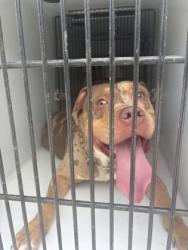 Shelter Stray Male Dog last seen Atlanta, GA 30349, Atlanta, GA 30336