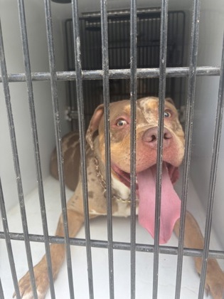 Shelter Stray Male Dog last seen Atlanta, GA 30349, Atlanta, GA 30336