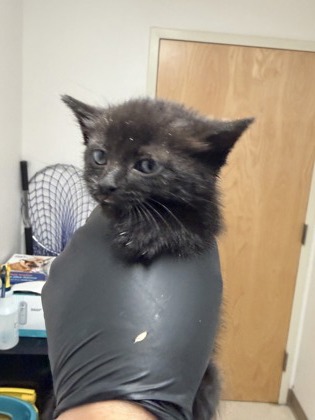 Shelter Stray Female Cat last seen Rancho Cordova, CA 95742, Sacramento, CA 95828