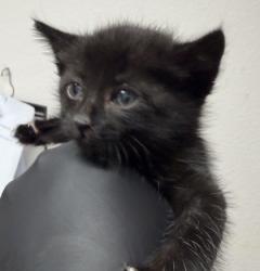 Shelter Stray Male Cat last seen Rancho Cordova, CA 95742, Sacramento, CA 95828