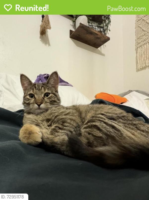 Reunited Female Cat last seen Near s 1430 w, West Jordan, UT 84084