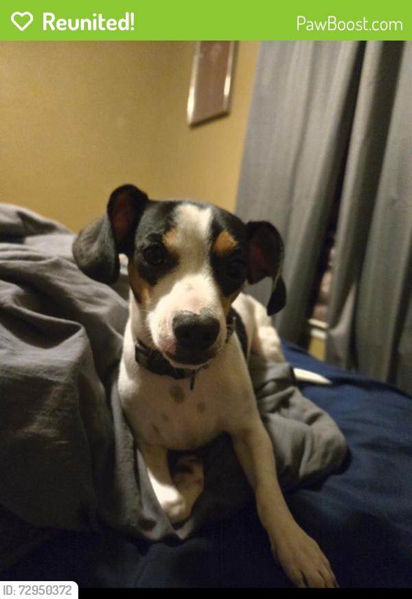 Reunited Male Dog last seen Lark Valley Dr, San Antonio, TX 78242, USA, San Antonio, TX 78242