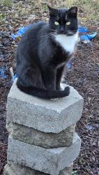 Lost Female Cat last seen Home Depot on Thornton Avenue , Newark, CA 94560