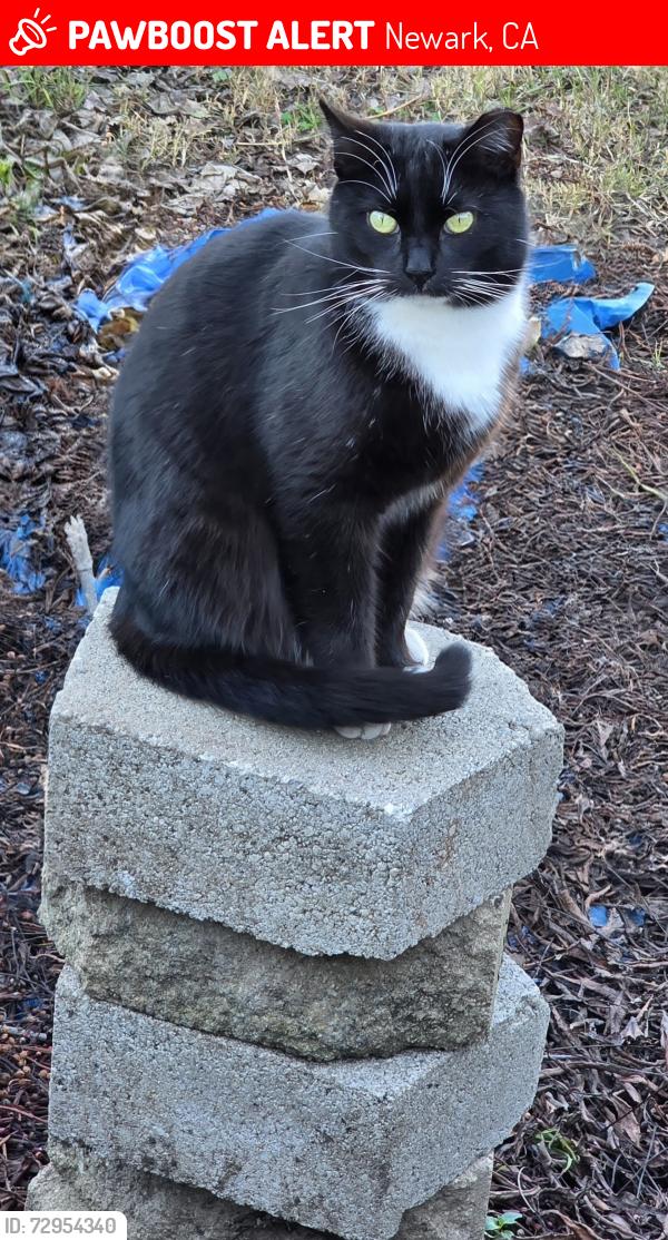 Lost Female Cat last seen Home Depot on Thornton Avenue , Newark, CA 94560