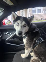 Reunited Male Dog last seen New South Road, Hicksville, Hicksville, NY 11801