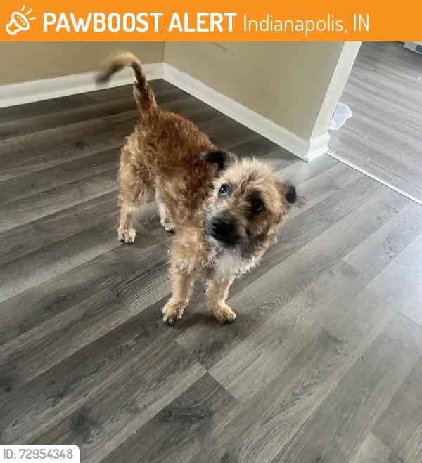 Found/Stray Male Dog last seen N Dearborn st, Indianapolis, IN 46218
