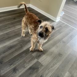 Found/Stray Male Dog last seen N Dearborn st, Indianapolis, IN 46218