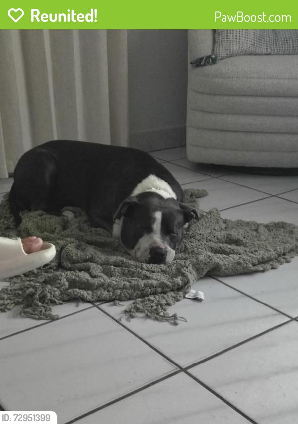 Reunited Female Dog last seen Near SW 3rd st Miami FL 33144, Miami, FL 33144