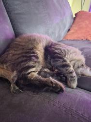 Reunited Female Cat last seen E Marion & S Hydraulic , Wichita, KS 67216