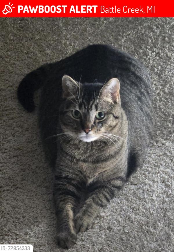 Lost Male Cat last seen LaVista and W Bidwell, Battle Creek, MI 49015
