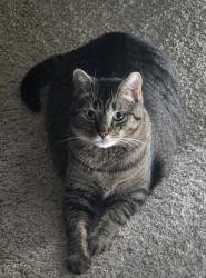Lost Male Cat last seen LaVista and W Bidwell, Battle Creek, MI 49015