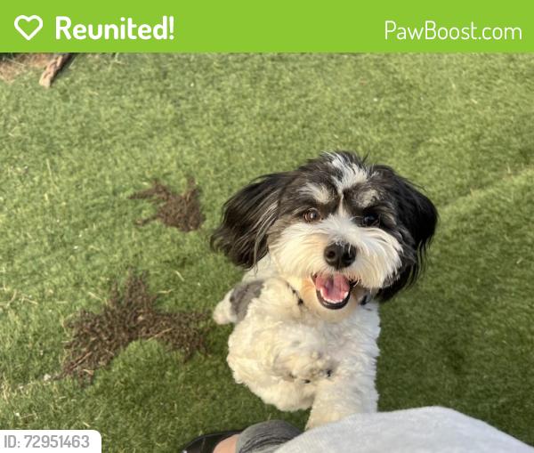 Reunited Male Dog last seen Greenways neighborhood , Amarillo, TX 79119