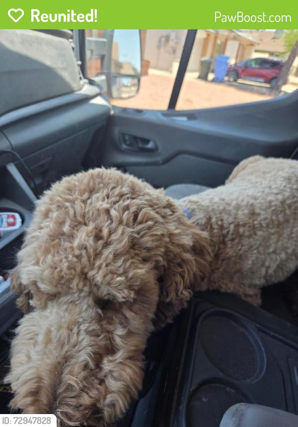 Reunited Male Dog last seen W. 15th lane and rose garden, Phoenix, AZ 85027
