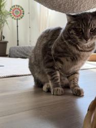 Lost Female Cat last seen Williamson , Folsom, CA 95630