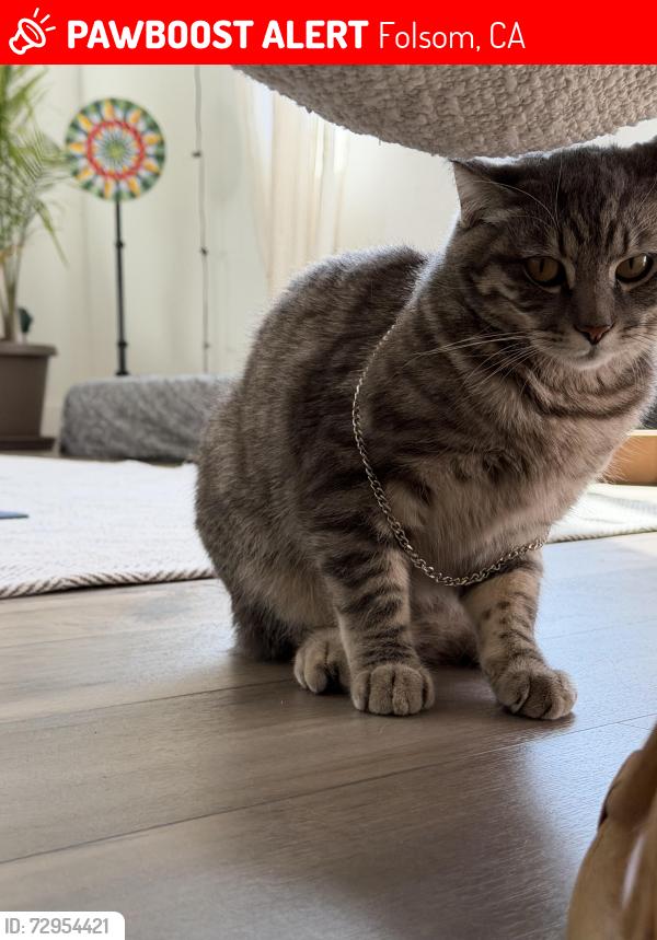 Lost Female Cat last seen Williamson , Folsom, CA 95630