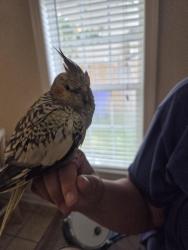 Found/Stray Unknown Bird last seen General Booth gunn hall dr, Virginia Beach, VA 23454