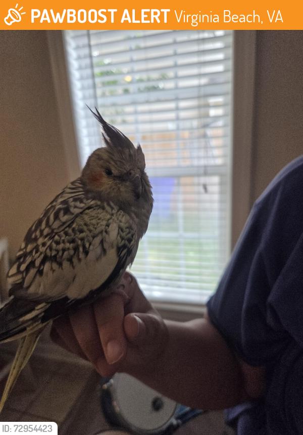 Found/Stray Unknown Bird last seen General Booth gunn hall dr, Virginia Beach, VA 23454