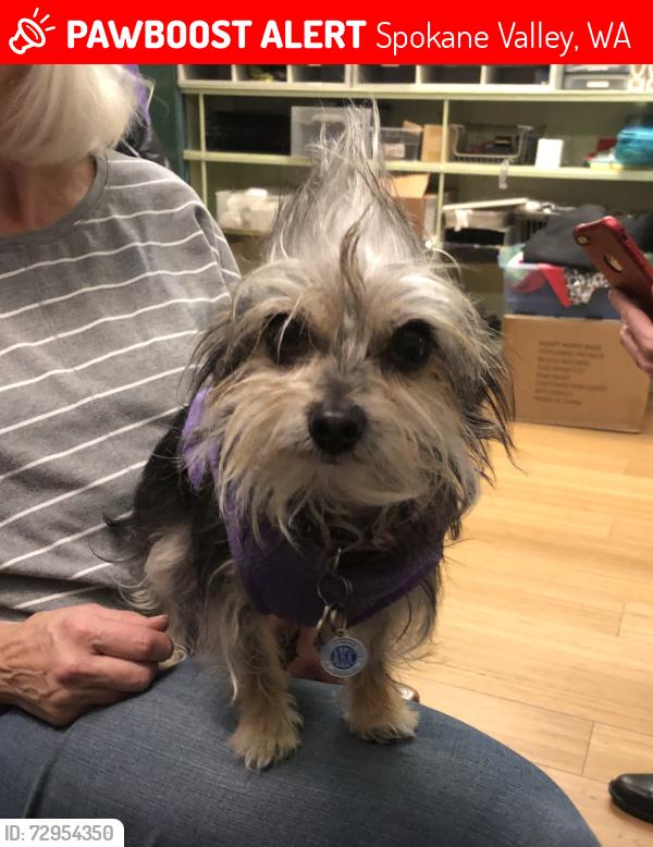 Lost Female Dog last seen Eight and carnahan, Spokane Valley, WA 99212